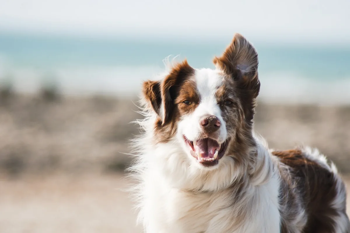 Procesamiento léxico y entonación en el cerebro canino