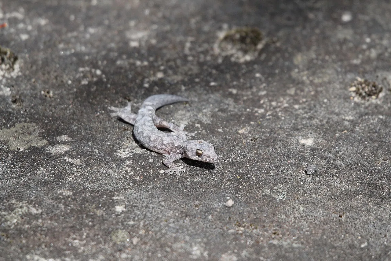 Temperatura de incubación y capacidad de aprendizaje espacial en saurios
