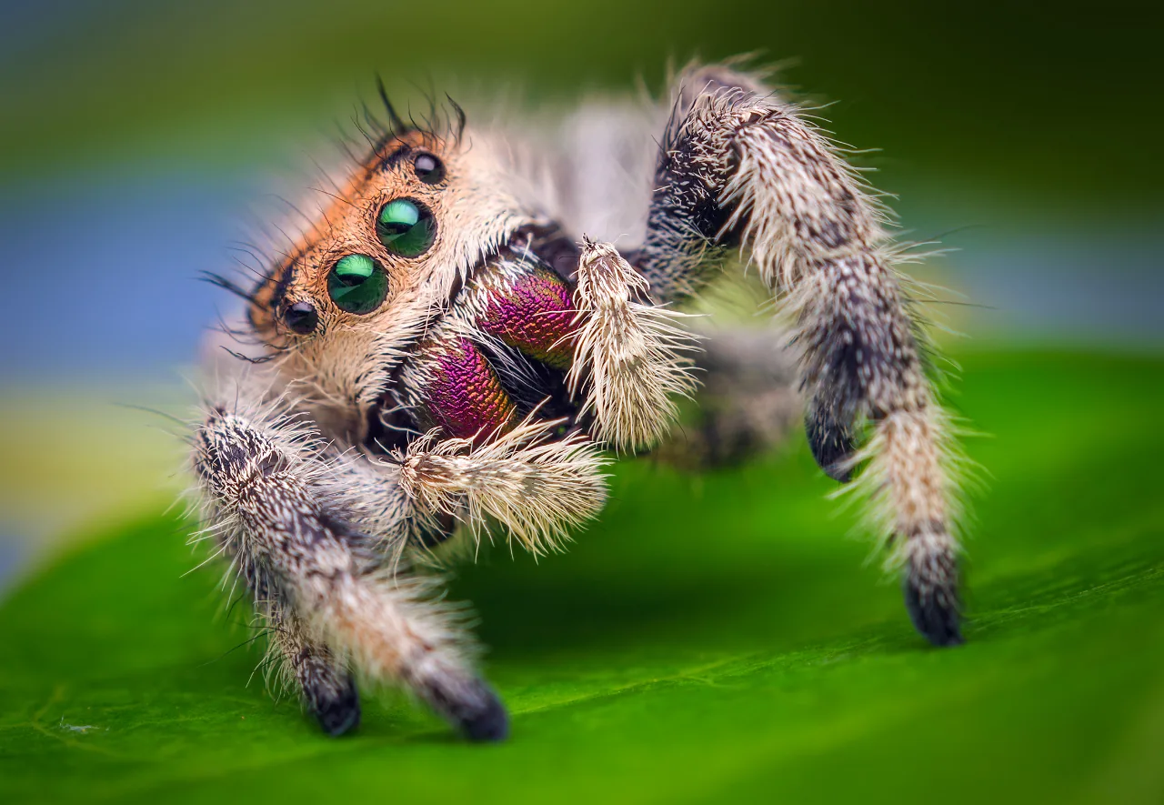 Araña saltarina regia