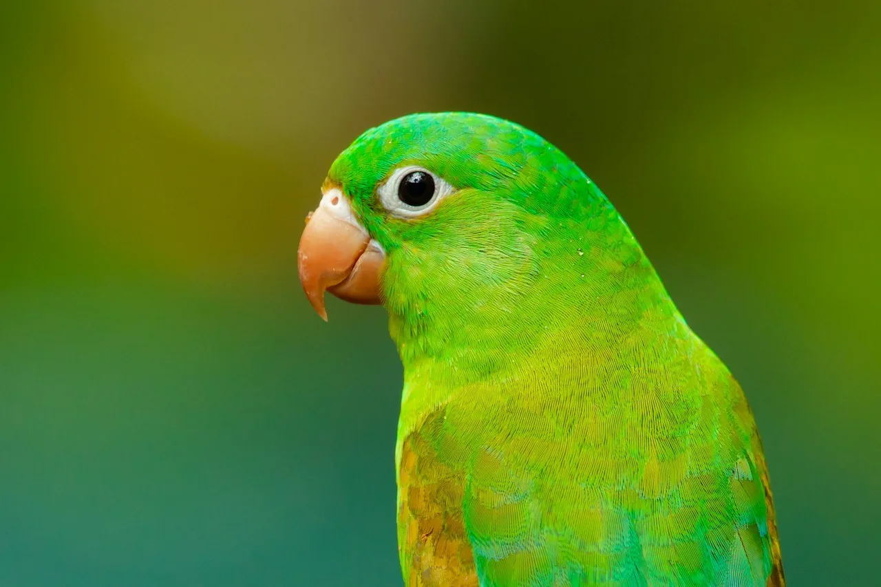 Aves y Psitácidas