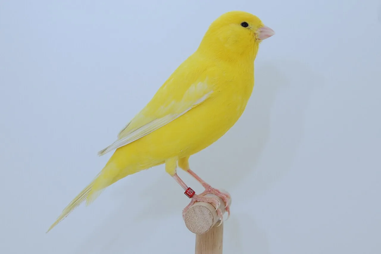 Canario doméstico