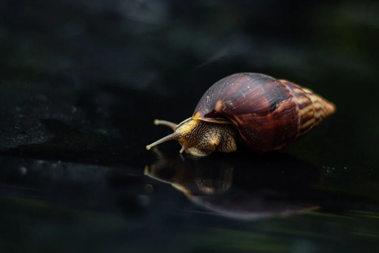 Caracol Achatina