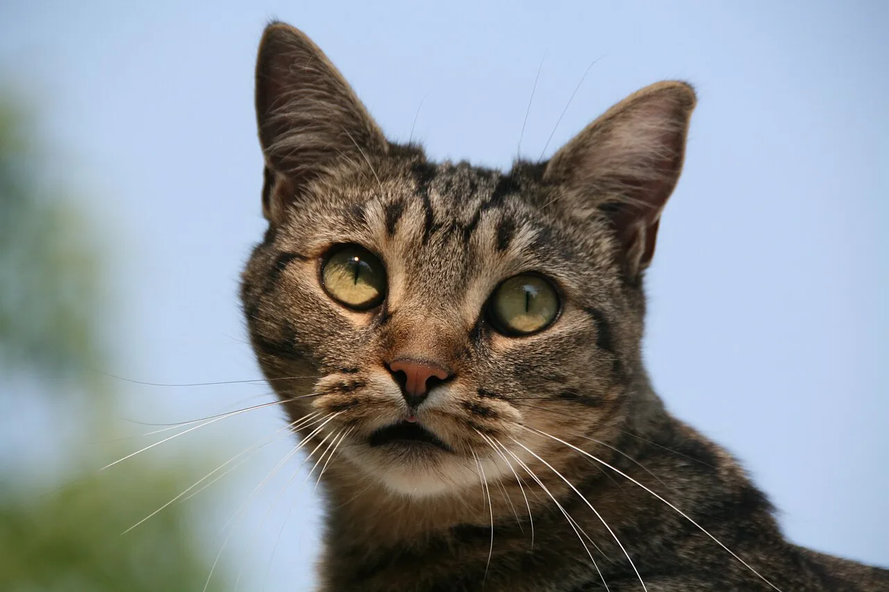 Gato común europeo