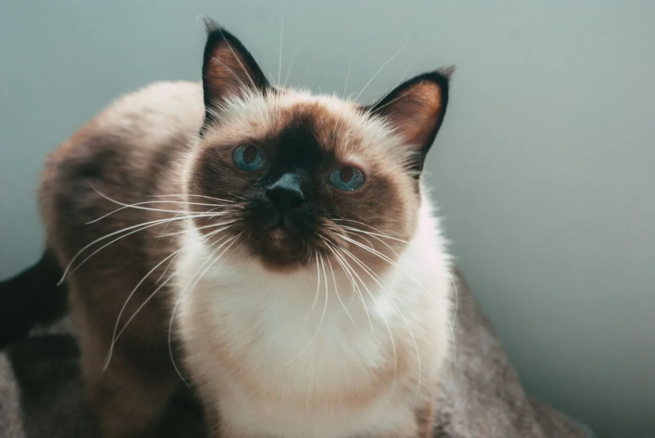 Gato Siamés