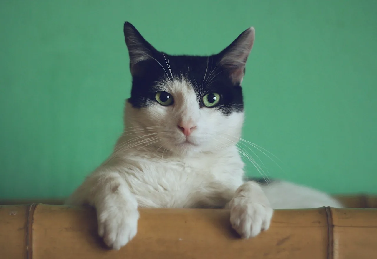 Gatos