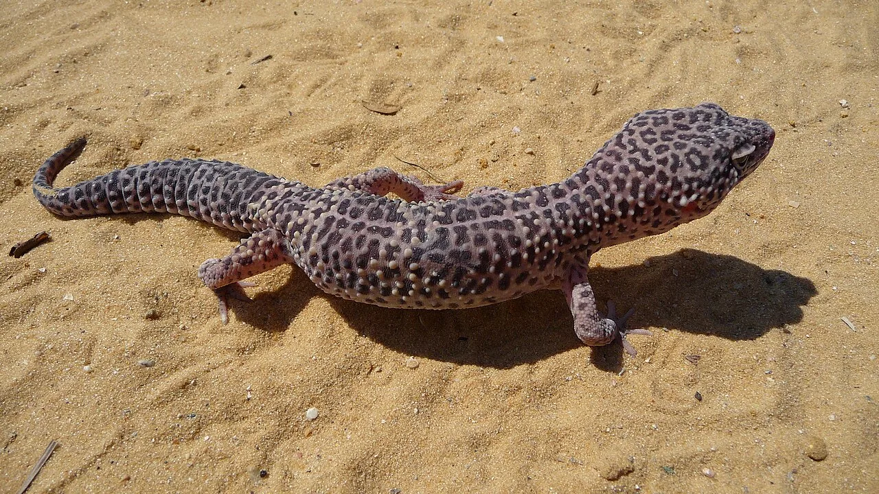 Gecko leopardo