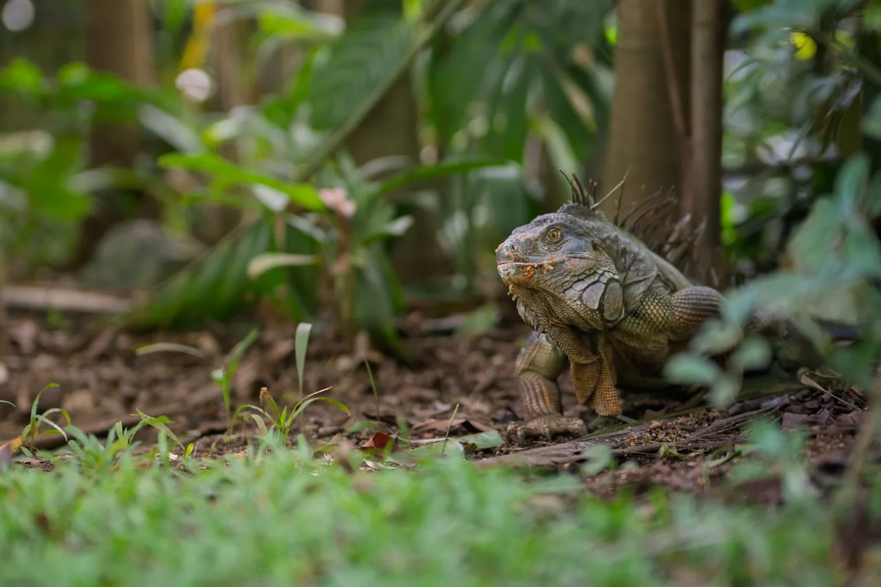 Iguana verde