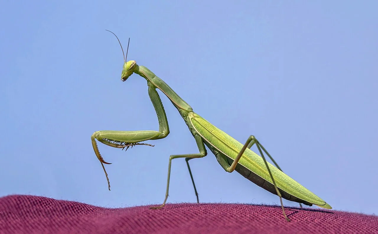 Invertebrados