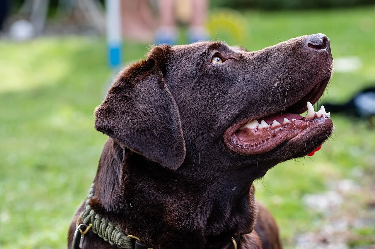 Labrador Retriever
