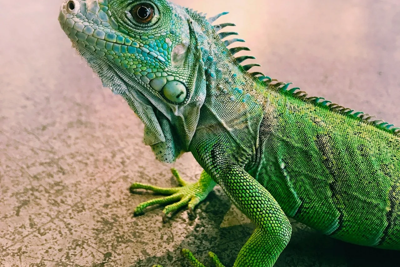 Reptiles