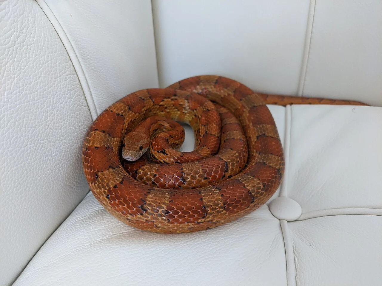 Serpiente del maíz