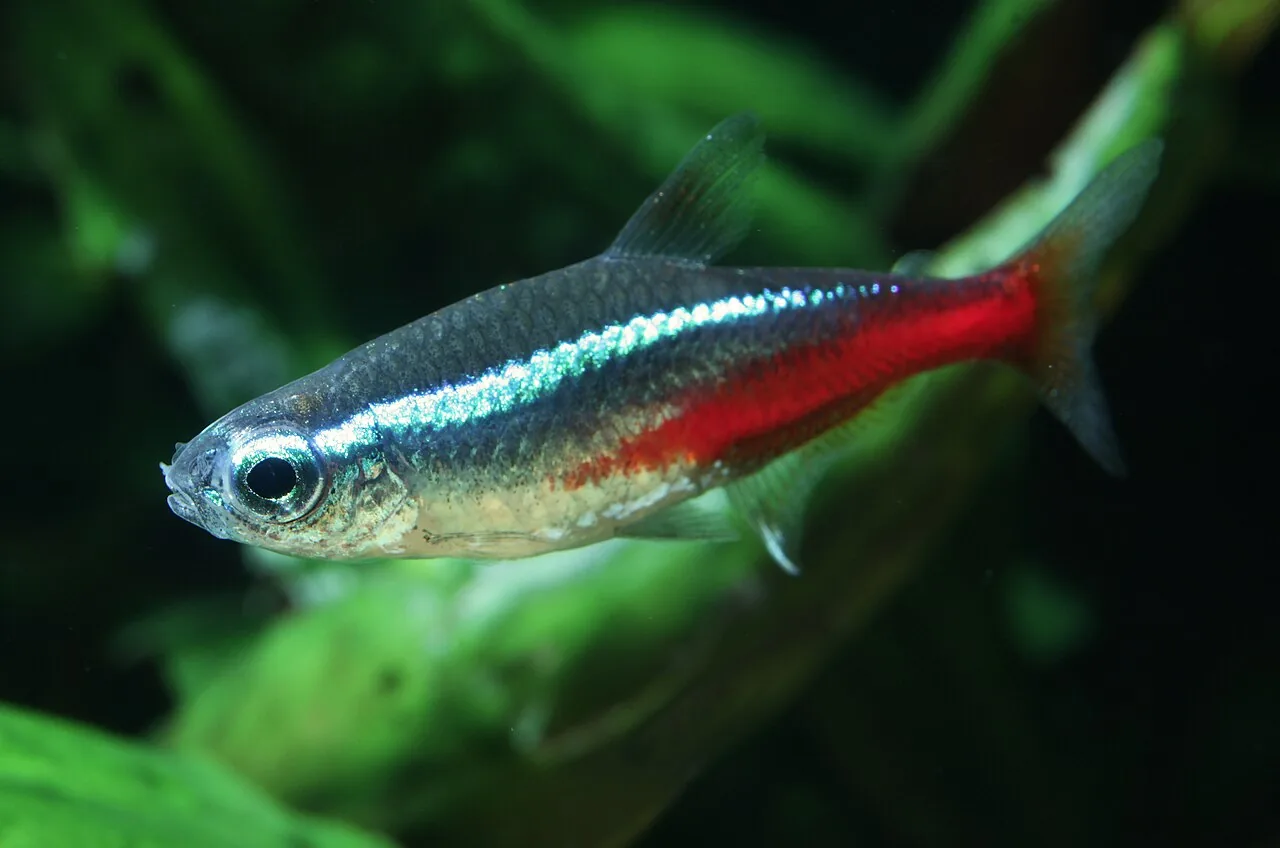 Tetra Neón