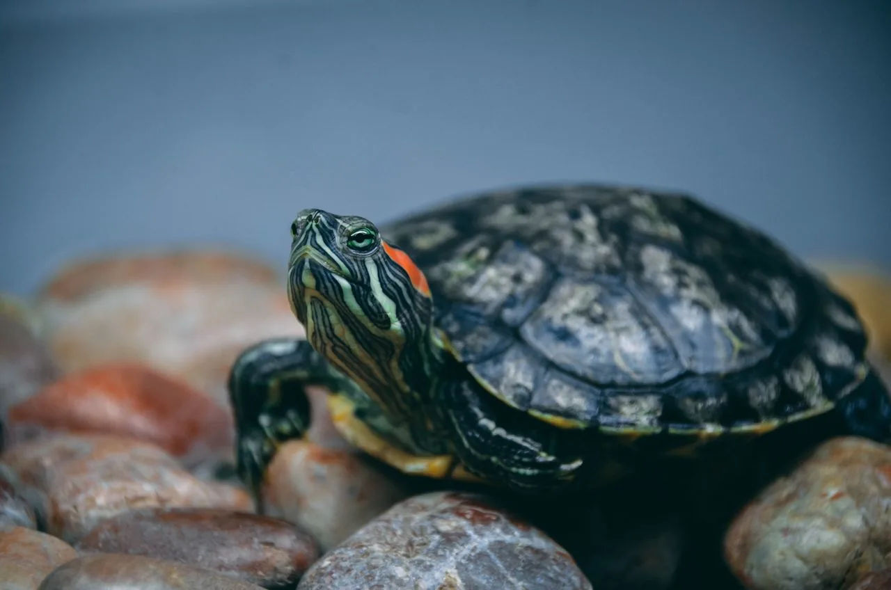 Tortuga de orejas rojas
