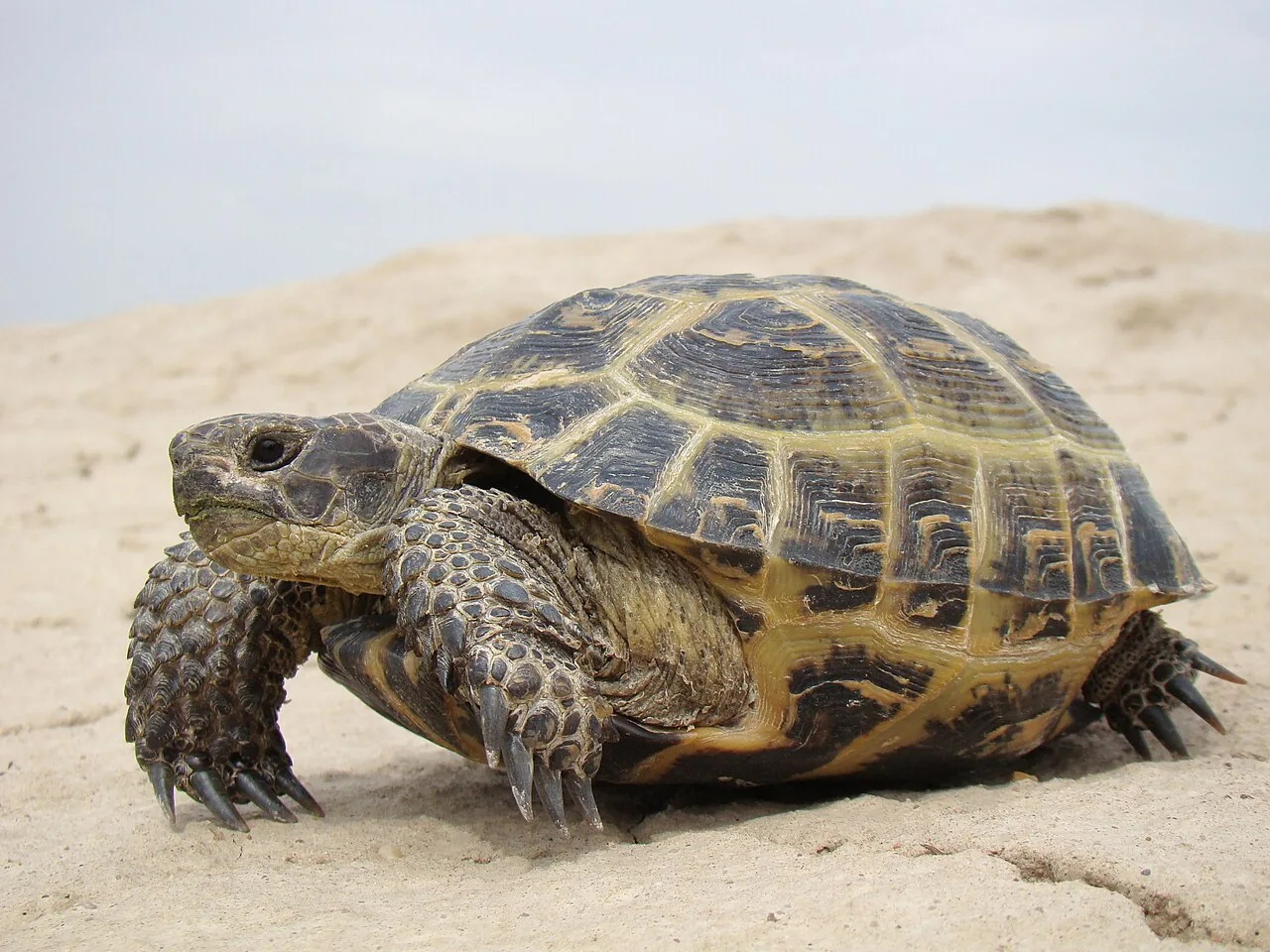 Tortuga rusa